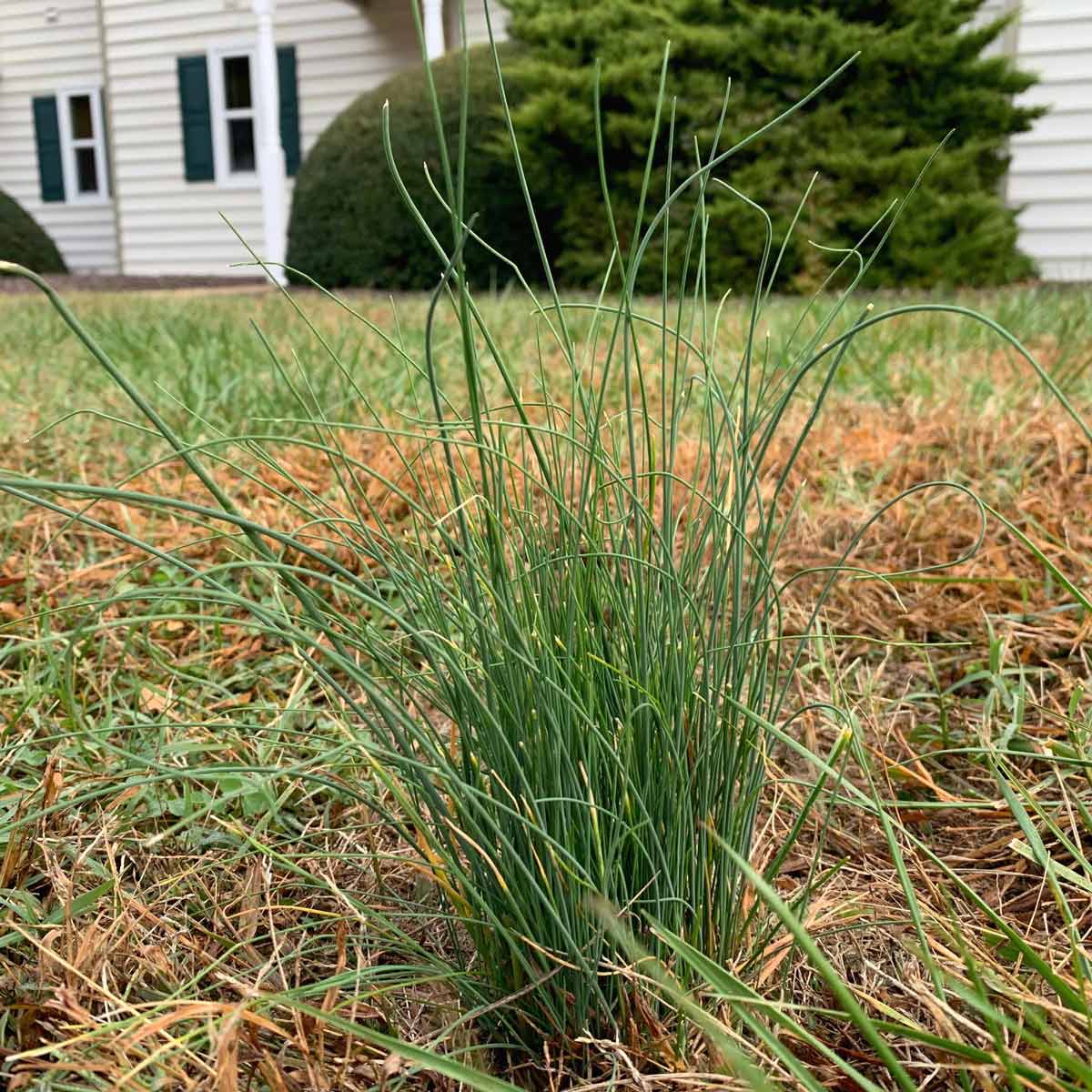 Wild garlic in the lawn