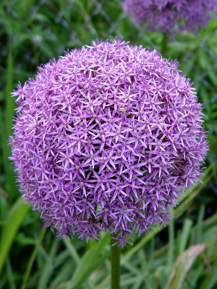 Ornamental onion ‘Globemaster’ produces balls of purple flowers nearly the size of a softball. © George Weigel