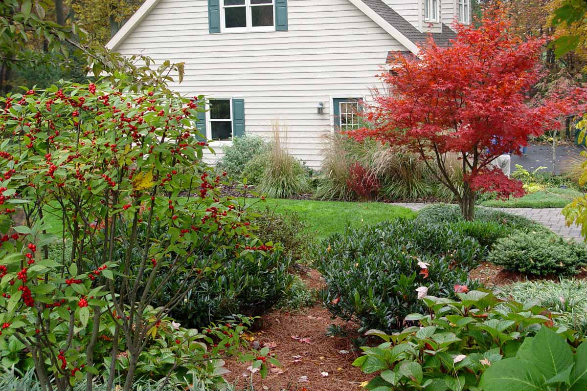 Trees and shrubs in a landscaped yard in fall