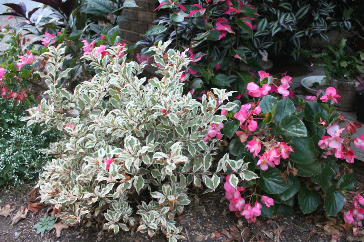 Weigela My Monet®  super compact flowering shrub
