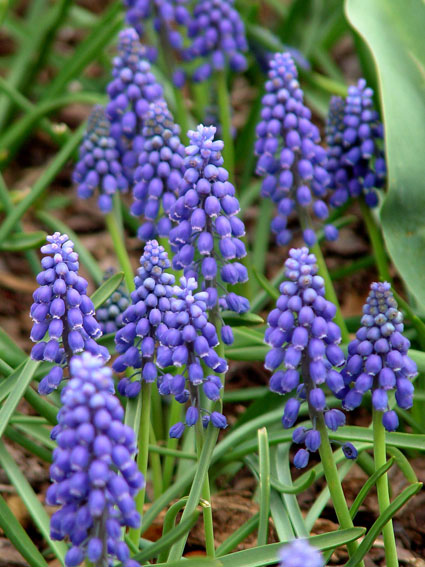 Most grape hyacinths produce tight spikes of purple flowers in mid-spring. © George Weigel