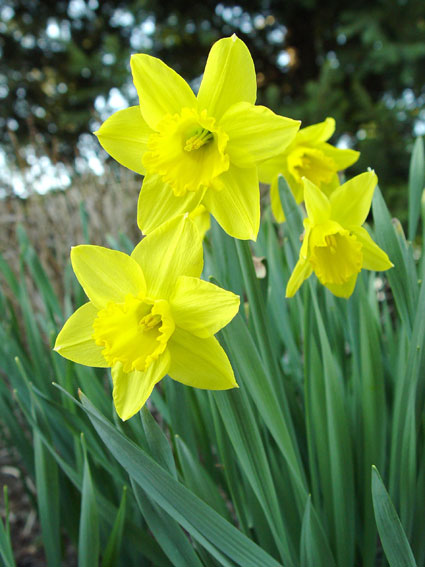 Daffodils come in a wide range of colors and bloom times. © George Weigel