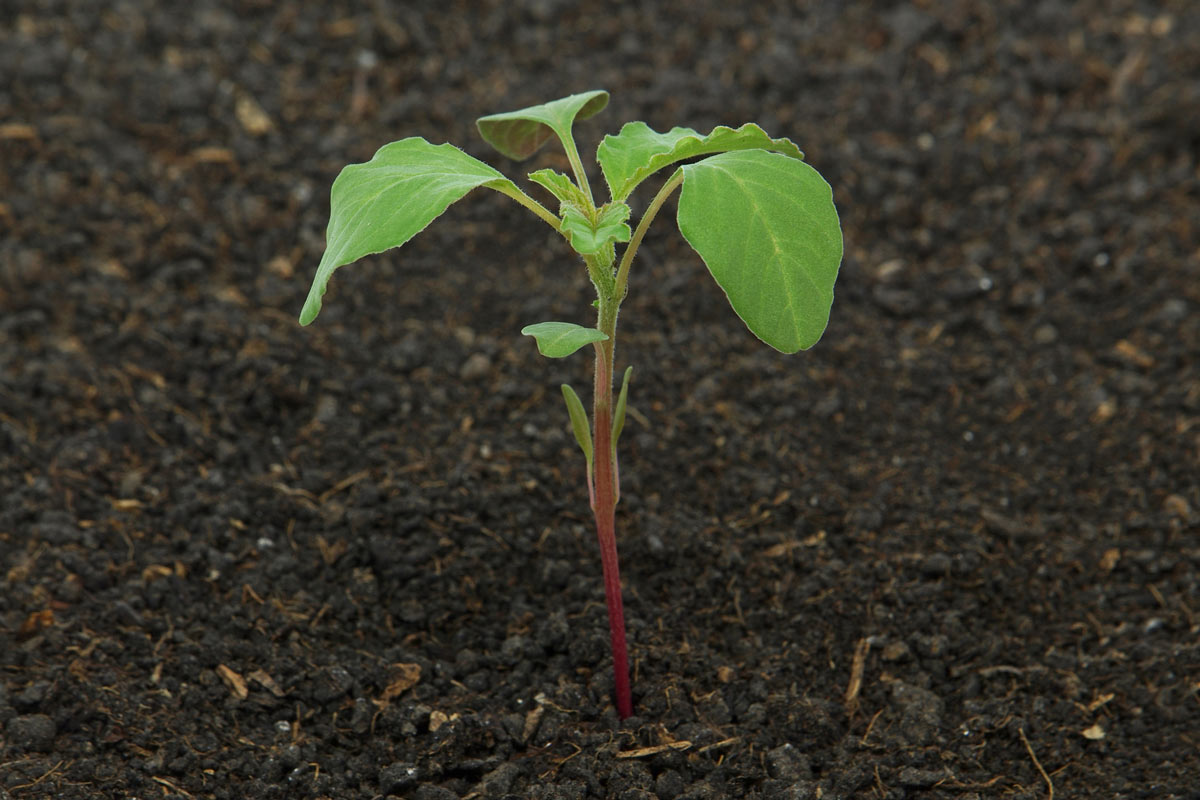 Redroot pigweed seedling. emilio100 / iStock / Getty Images Plus