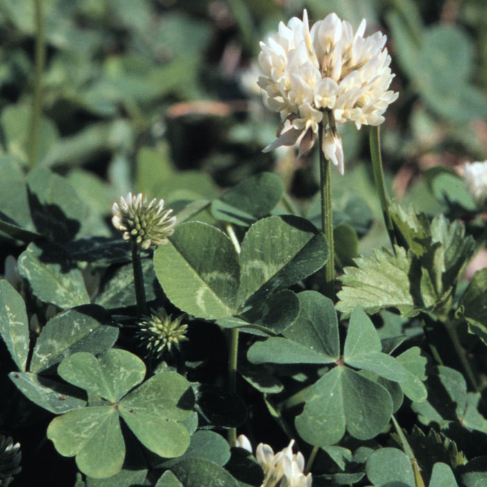 White Clover  Photo courtesy Richard Old www.xidservices.com