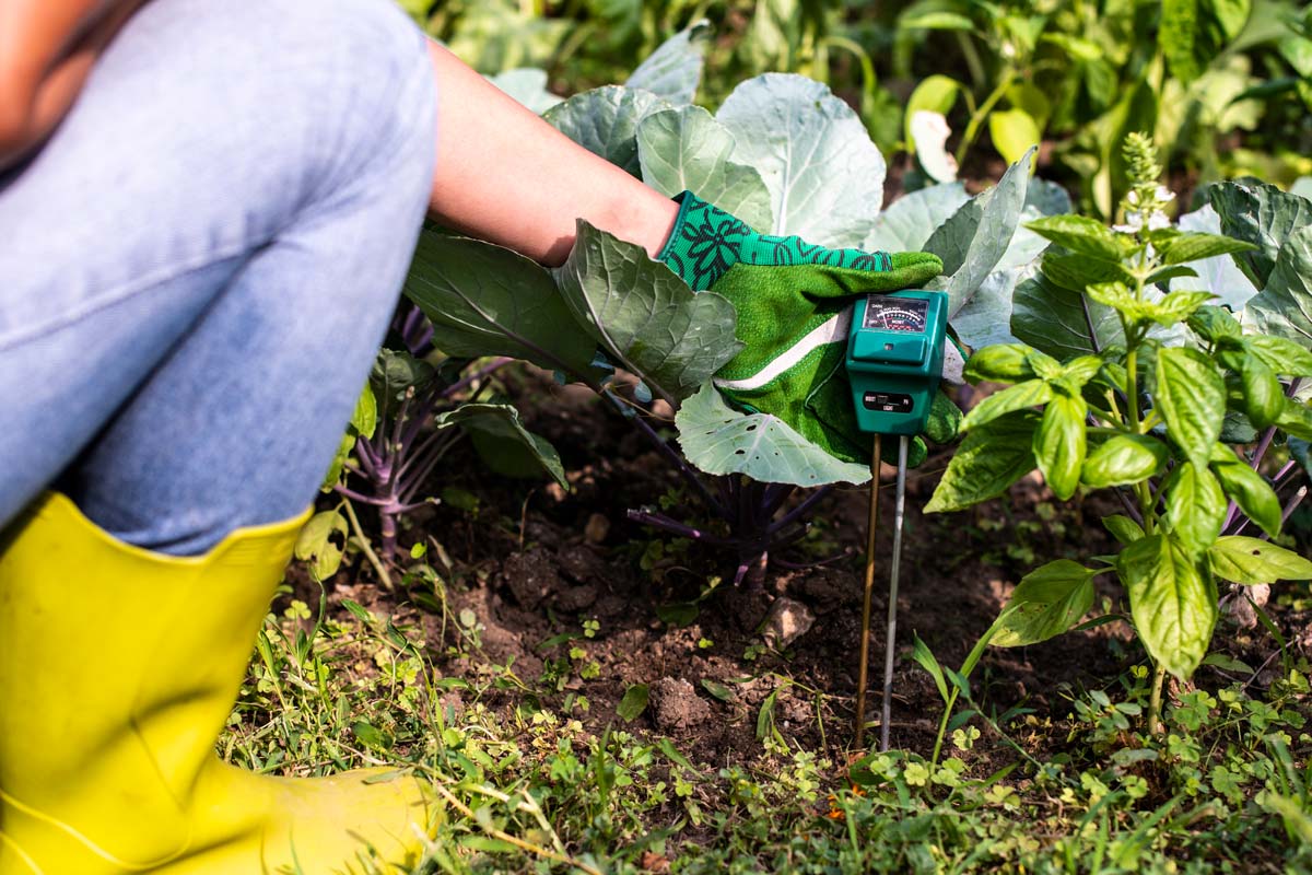 Testing garden soil moisture with a moisture meter.