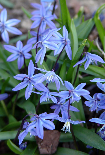 Siberian squill has cobalt-blue flowers that hang from the stems in spring. © George Weigel