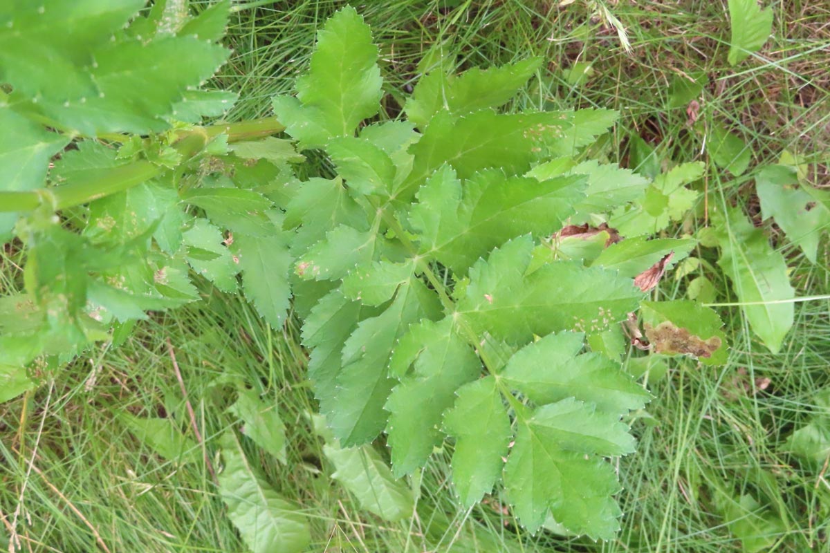 Wild parsnips young plant. Inaturalist