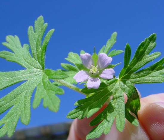 Carolina geranium