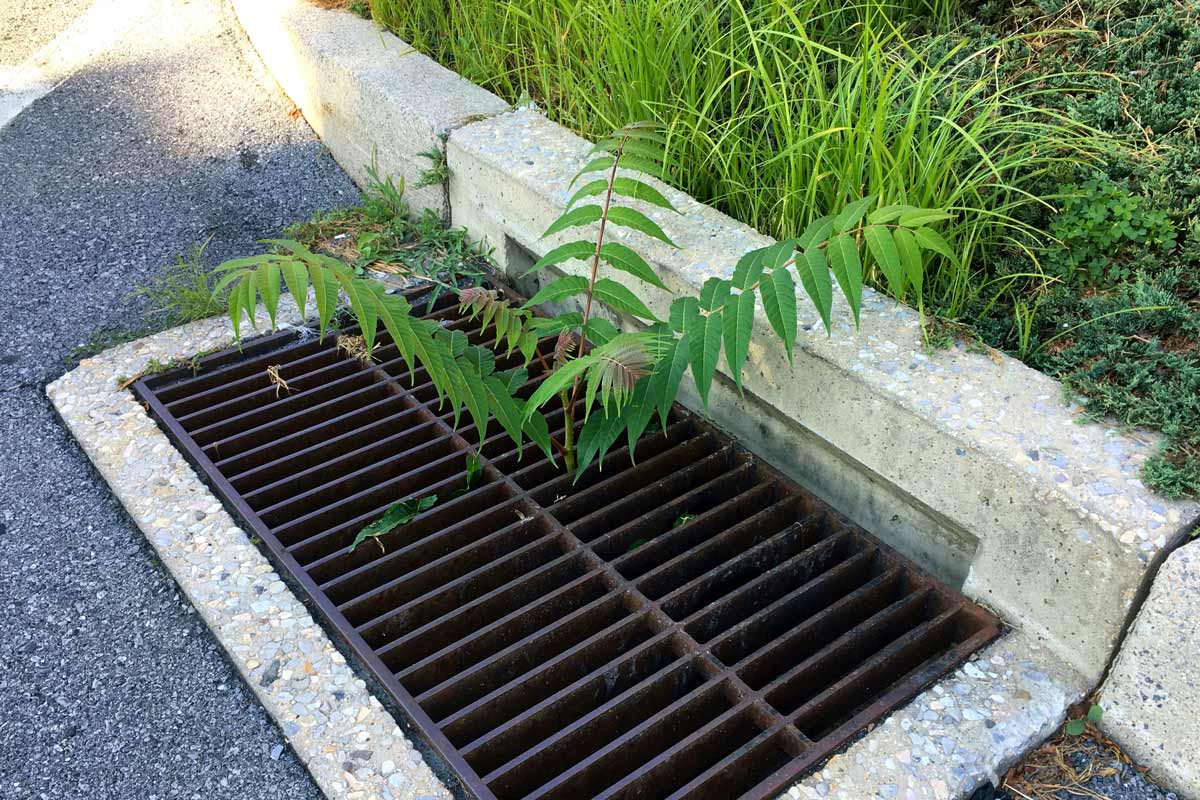 Tree of heaven growing in a stormgrate