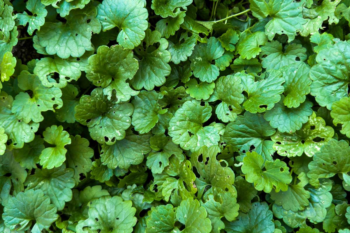 Ground ivy or creeping Charlie (Glechoma hederacea)