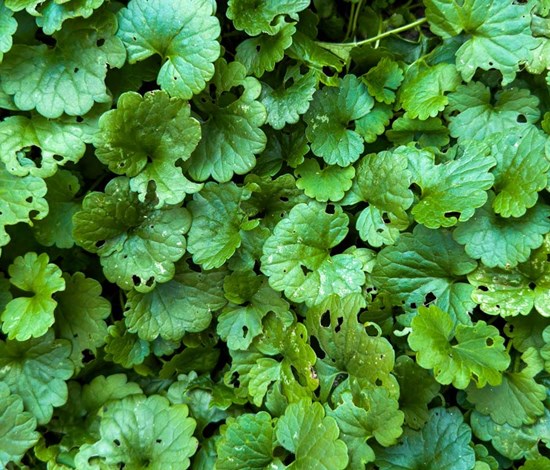 Ground ivy or creeping charlie (glechoma hederacea). Wirestock / iStock / Getty Images Plus