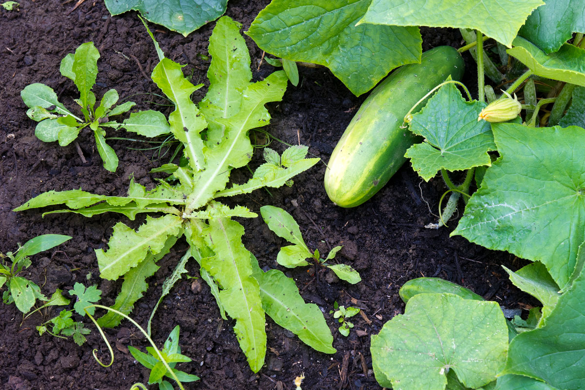Prickly lettuce leaves