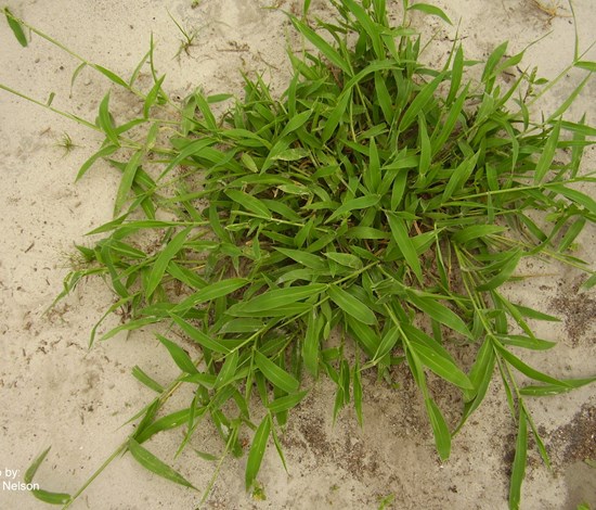 Texas panicum
