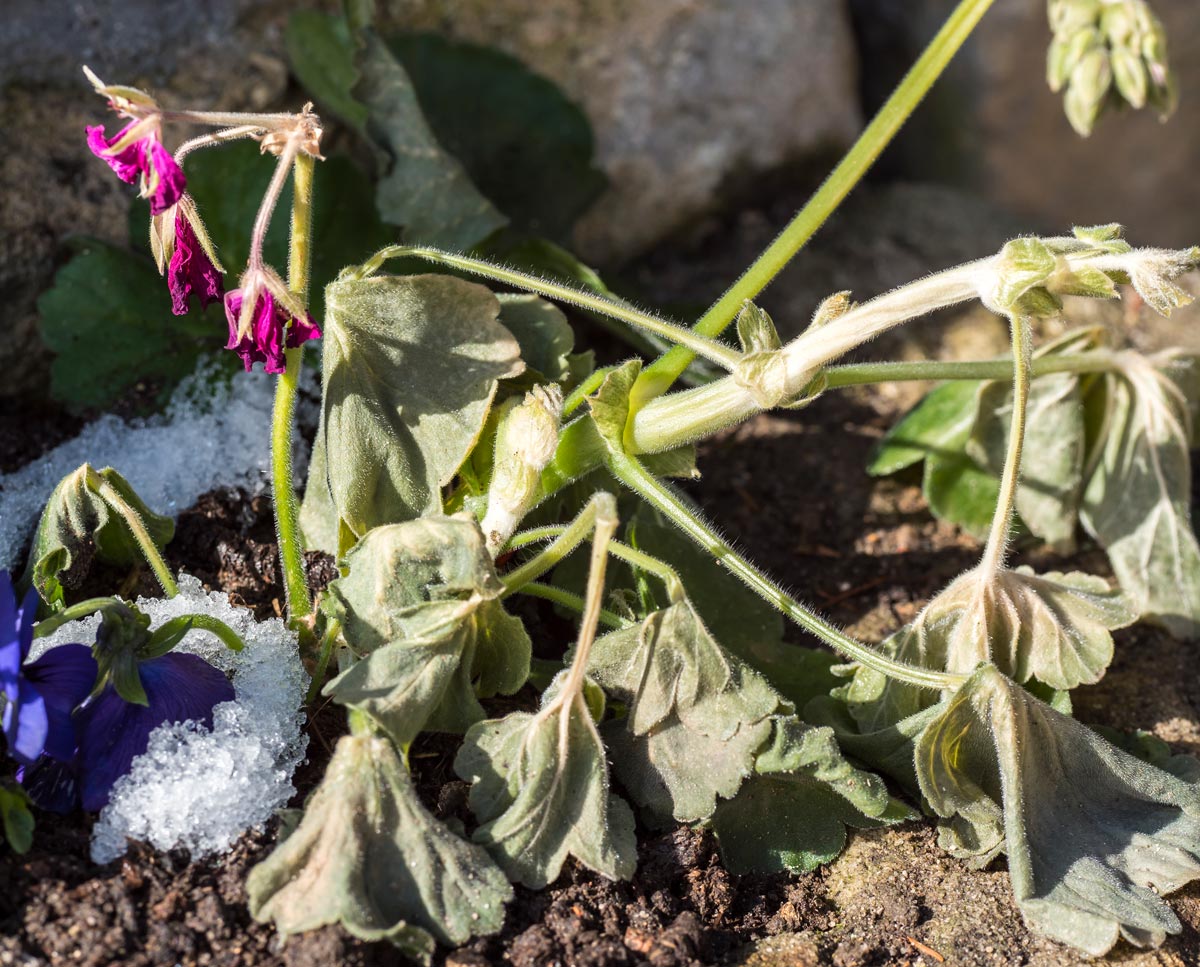 Wilted geranium after first frost.