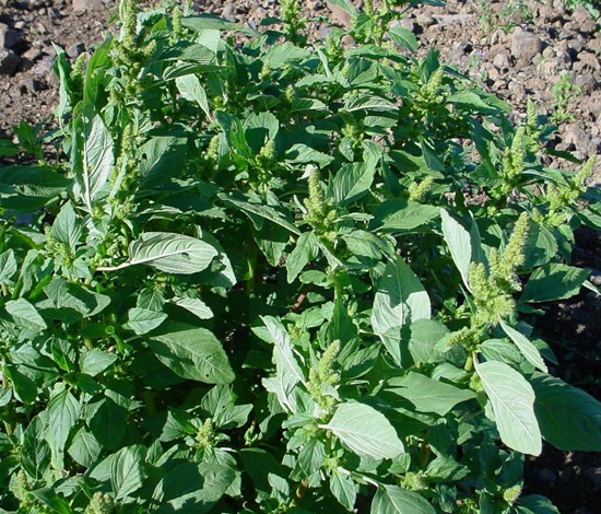 Redroot pigweed