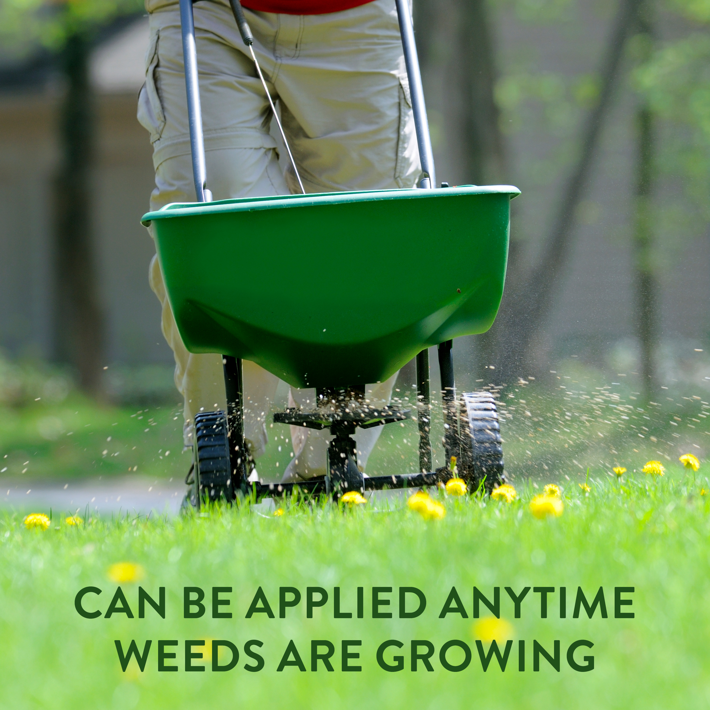 Preen Lawn Weed Control apply anytime weeds are growing