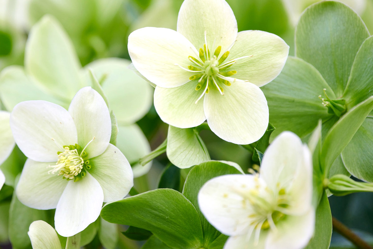 Helleborus 'Endless'