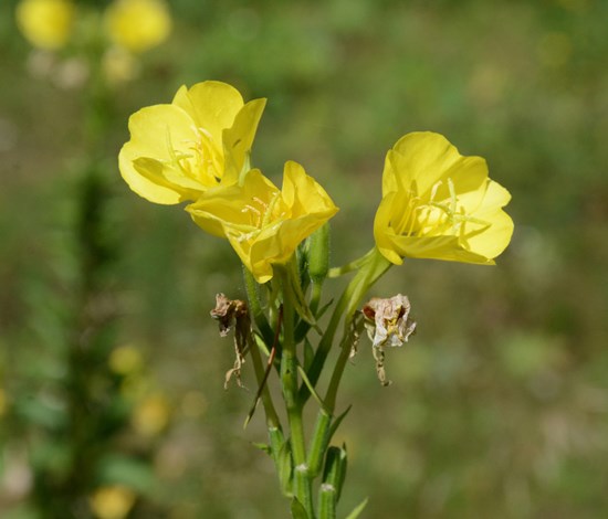 Evening Primrose Flowers
