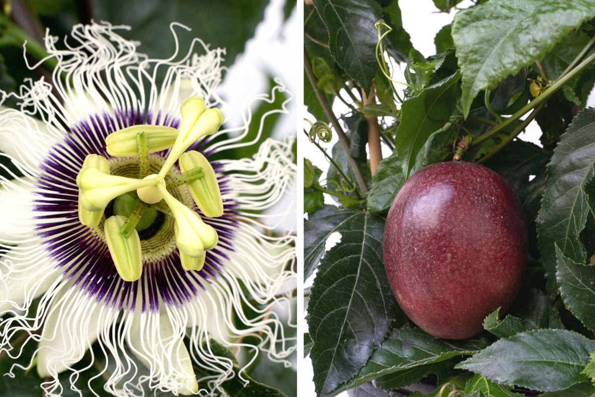 Poppin’ Passionfruit flower and fruit