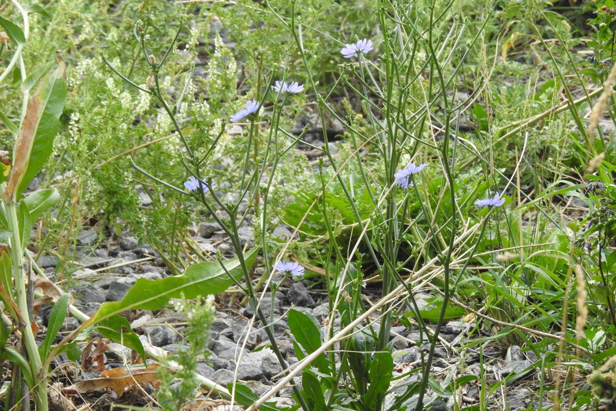 Chicory (Cichorium intybus)