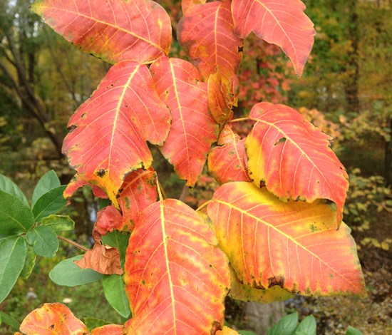 poison ivy fall foliage