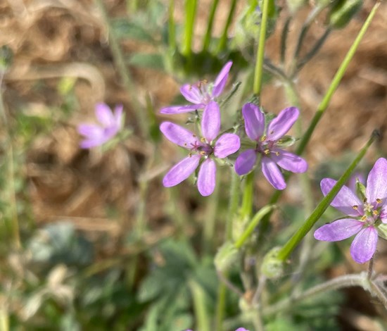 filaree flower