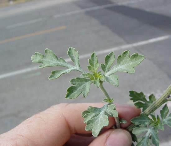 Annual bursage Ambrosia Acanthicarpa