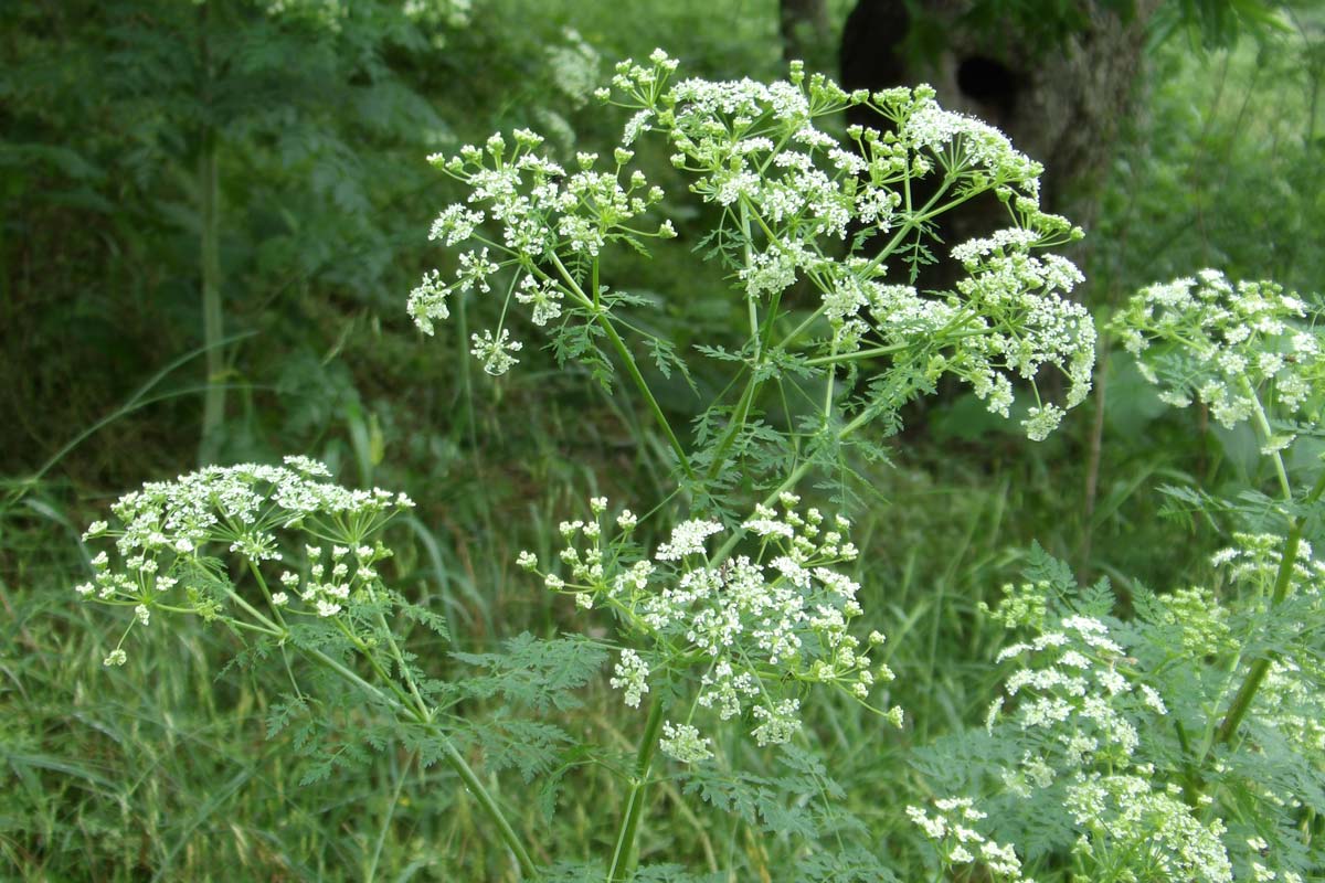 POison hemlock (comium maculatum)