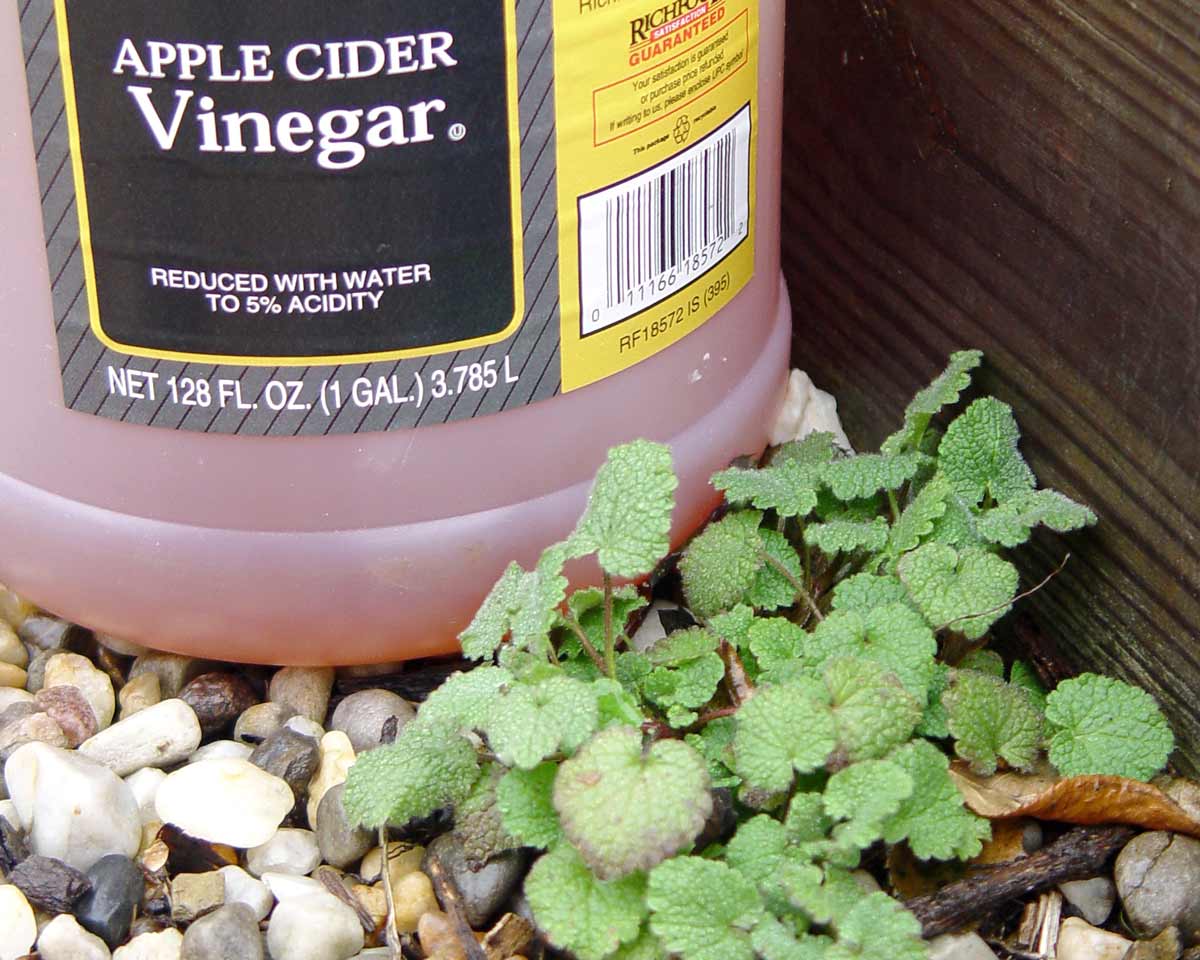 Kitchen vinegar