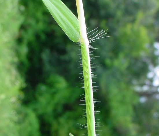 southern crabgrass stalk