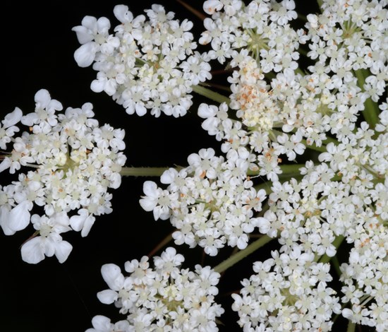 wild carrot detail