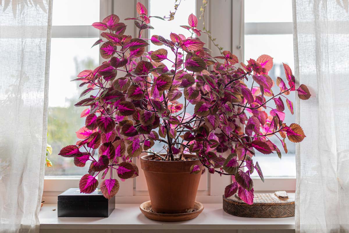 Coleus potted indoors on a windowsill