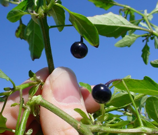 black nightshade