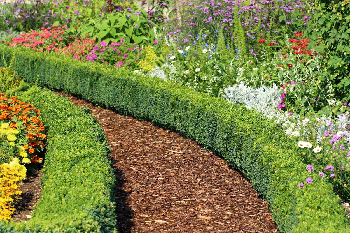 Boxwoods are at increased risk of disease because they’re often planted in masses or hedges and sheared to encourage dense growth that slows leaves from drying. Fotolichen / E + / Getty Images Plus