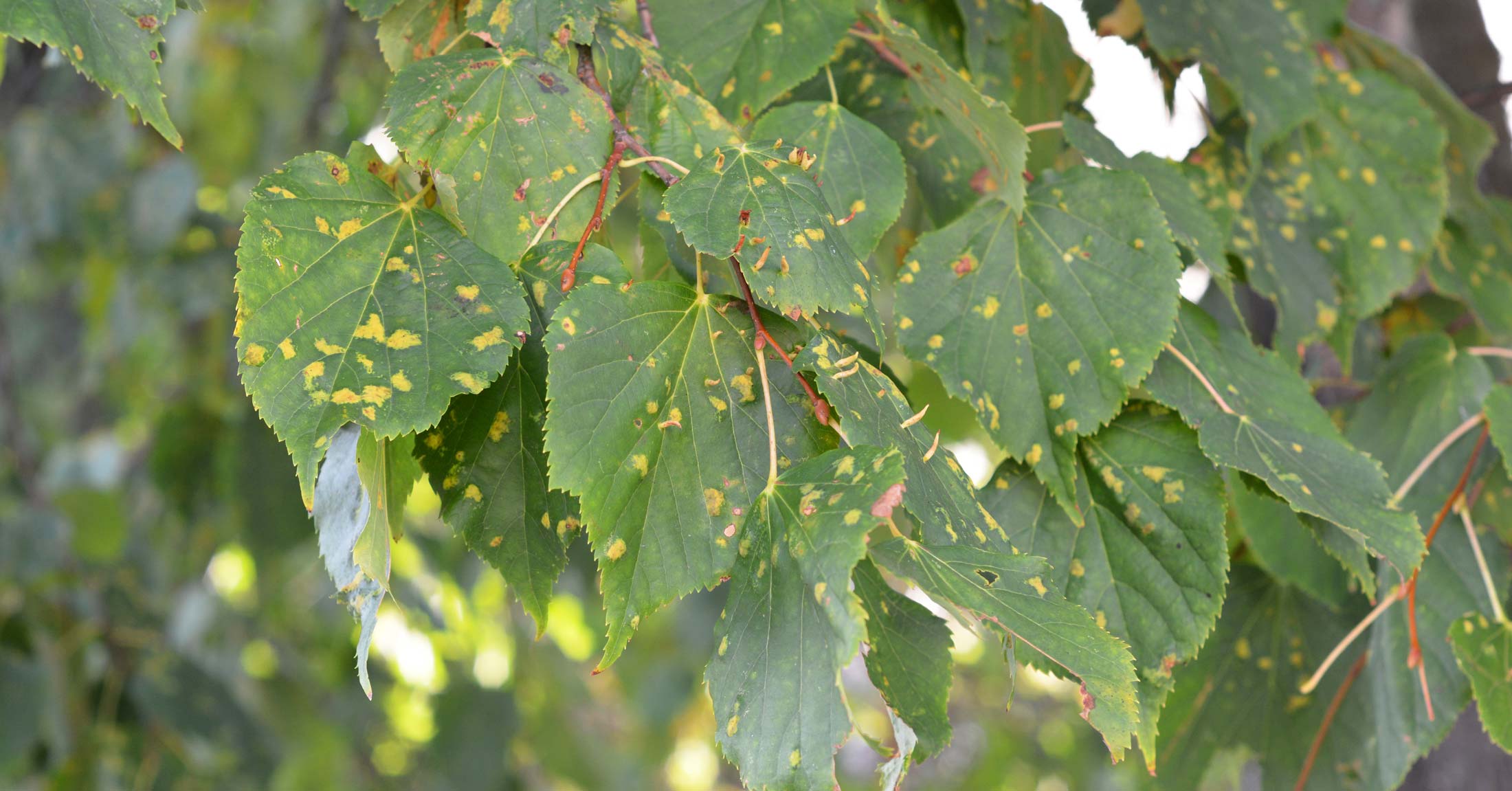 Linden tree leaves with anthracnose