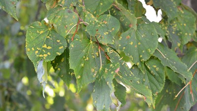 Linden tree leaves with anthracnose