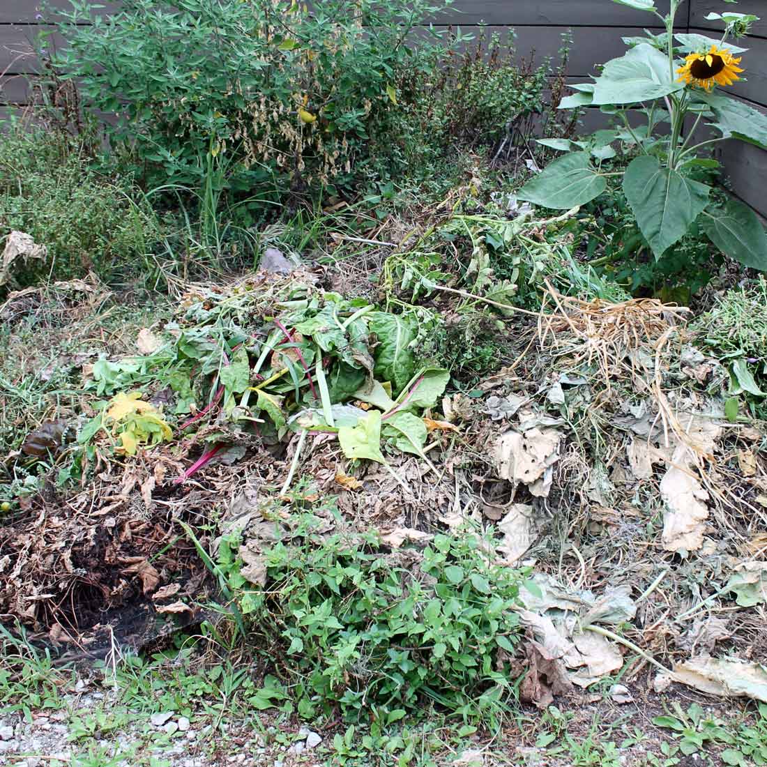 Weeds in a compost pile