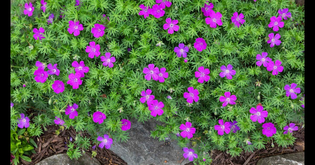 Groundcovers: A Valuable Ally in Preventing Weeds