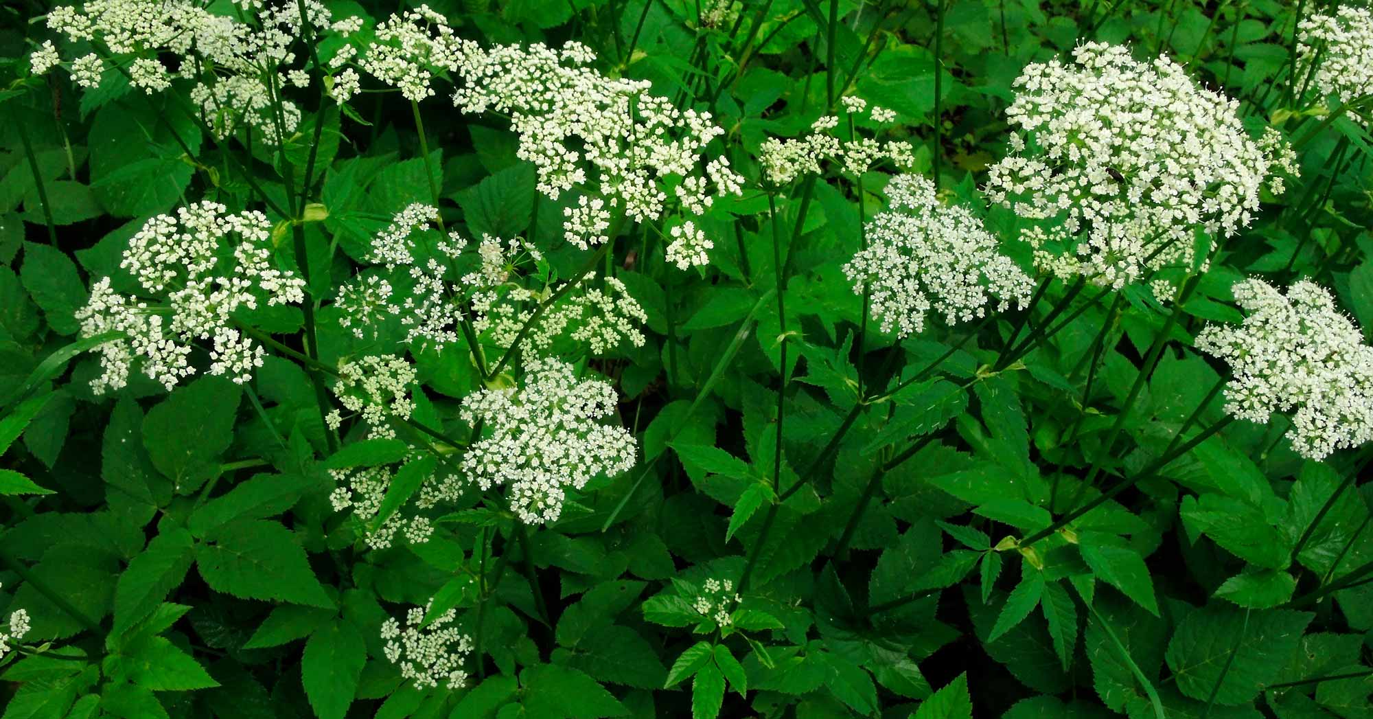 Goutweed (Aegopodium podagraria)