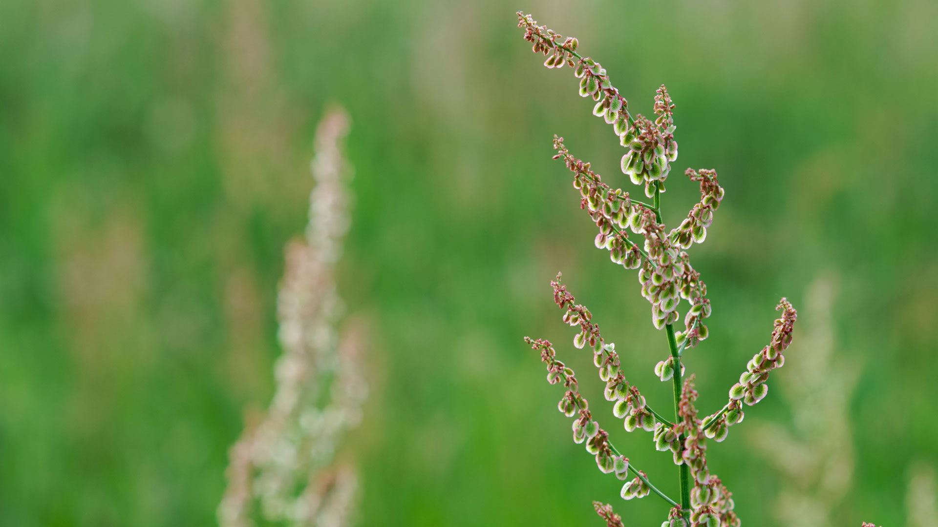 Weed Control Needed Early to Beat Weeds - Virginia Green