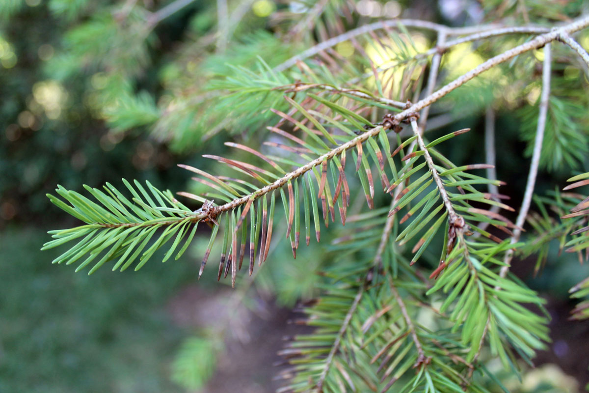 Douglas fir needles with banded discoloration