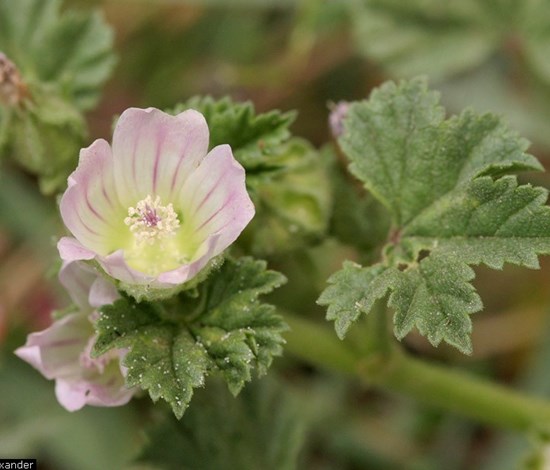 Common mallow flower