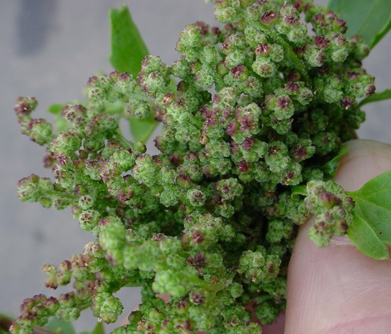 nettleleaf goosefoot flowers