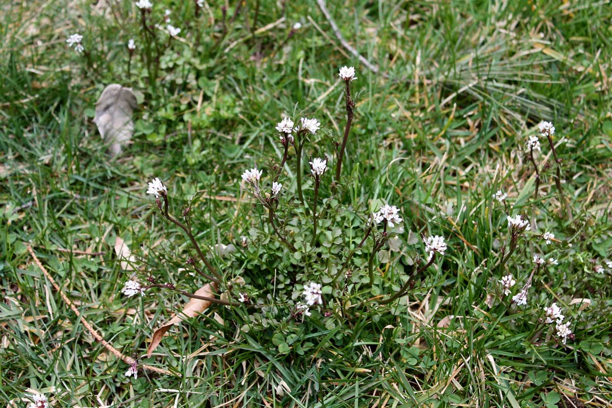 Hairy bittercress (Cardamine hirsuta)