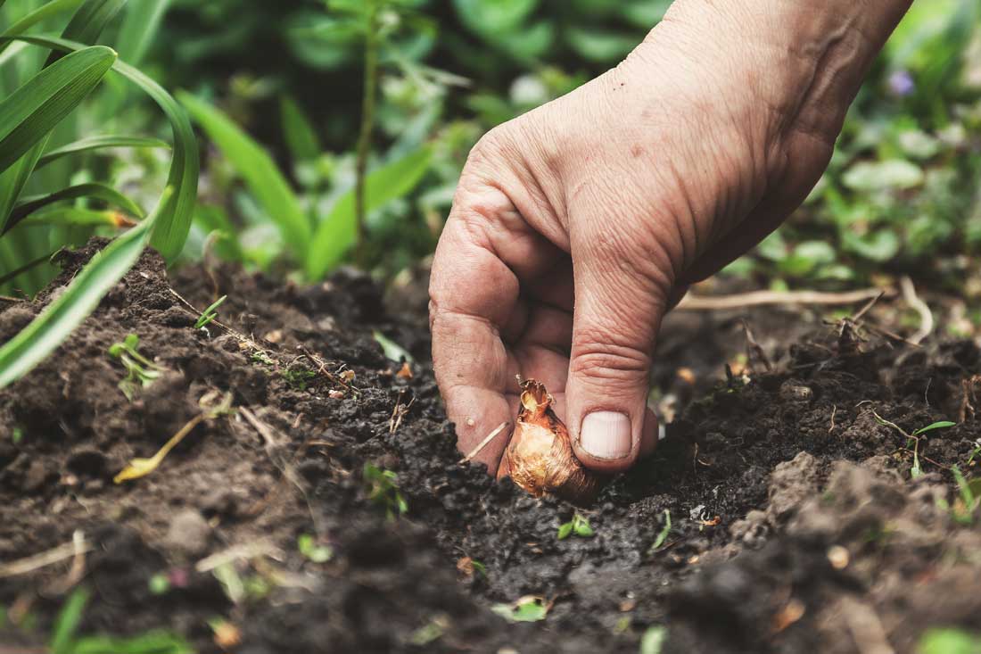 Planting bulbs in fall