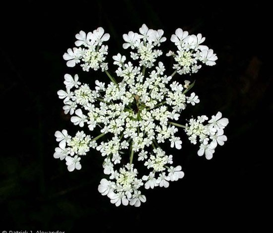 wild carrot