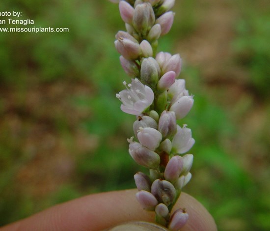 Pennsylvania smartweed flower close