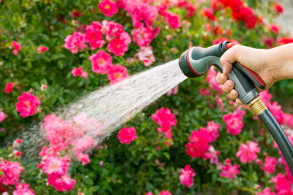 It’s easy to harm your plants by giving them too much water, or not watering them enough. MariuszBlach / iStock / Getty Images Plus