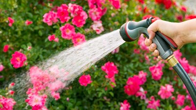 Watering roses with a hose