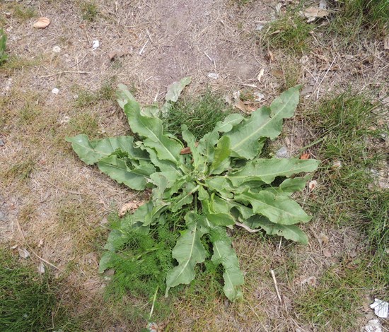 Curly dock weed base